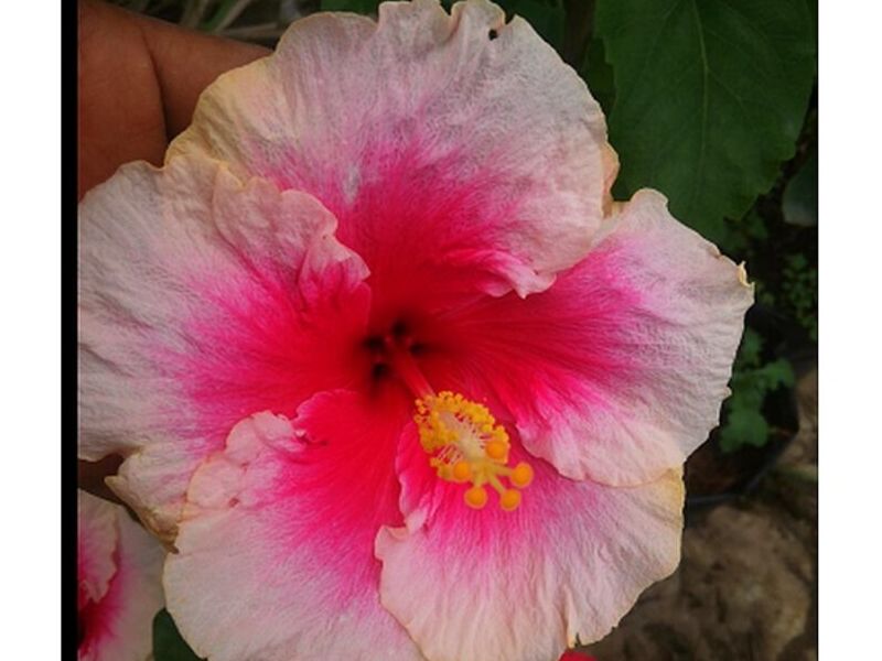 Amapola Rosa Bolivia