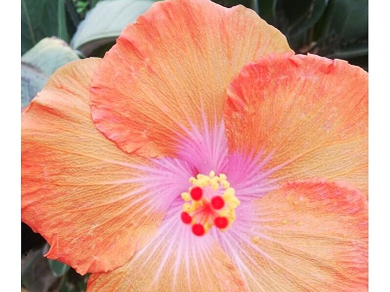 Amapola Tomate Claro Bolivia