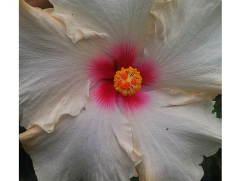 Amapola Blanca Bolivia