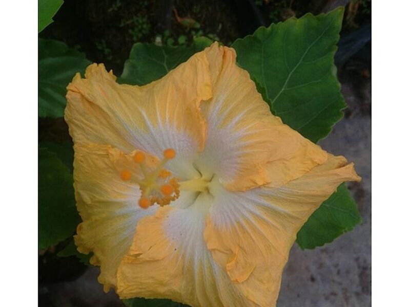 Amapola Amarilla Bolivia