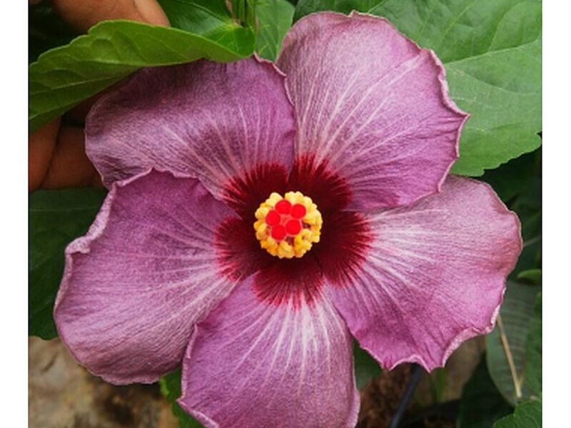 Amapola Lila Bolivia