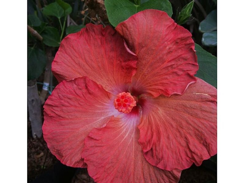 Amapola Rosado Fuerte Bolivia