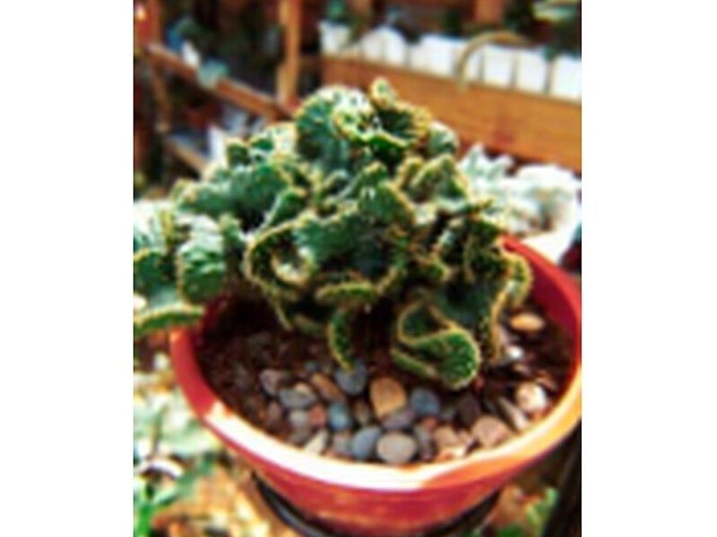 Árbol Cactus Bolivia