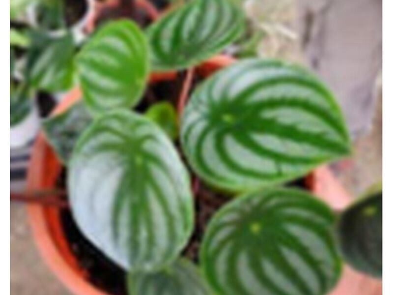 Peperomia Bolivia