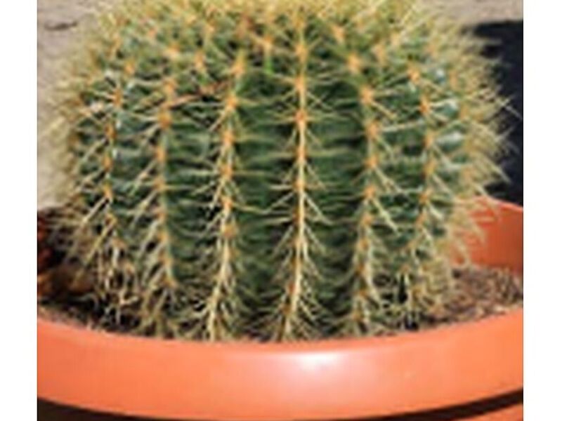Kroenleinia Bolivia