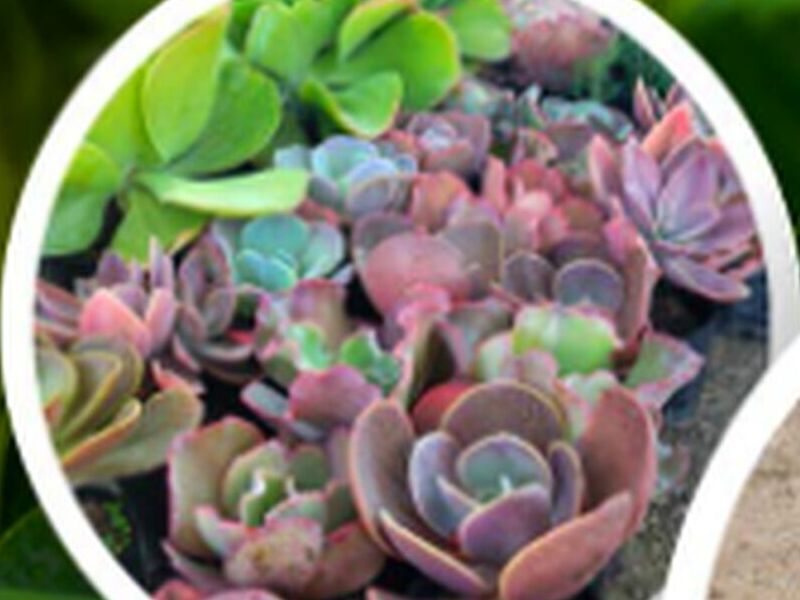 Echeveria Bolivia
