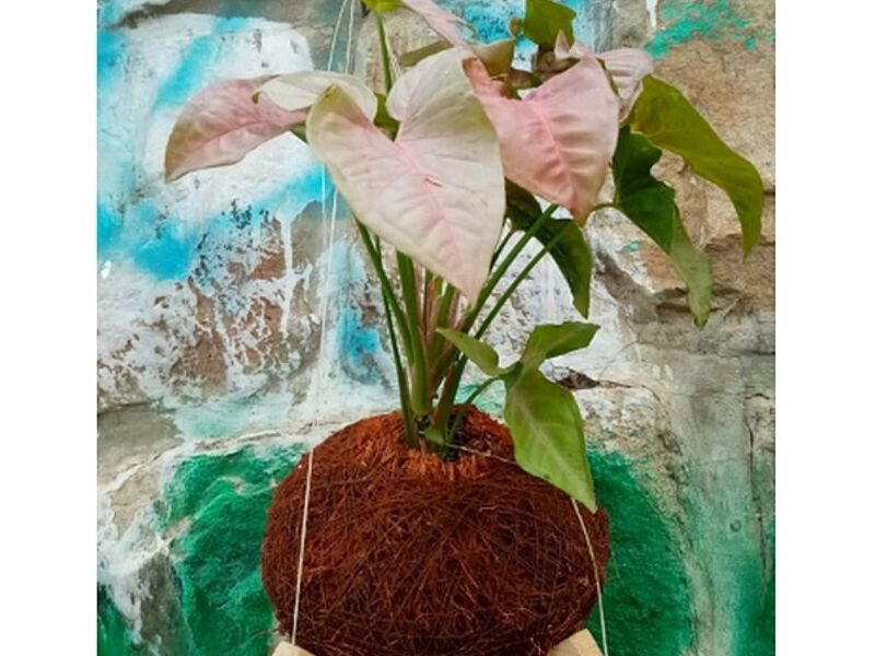 Caladium Bolivia