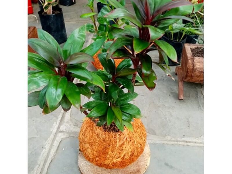Dracaena Bolivia