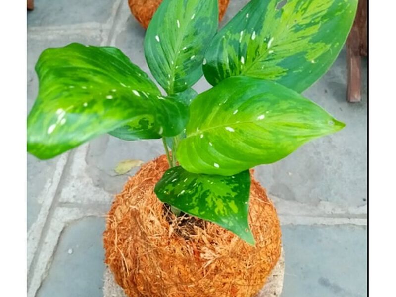 Aglaonema Bolivia