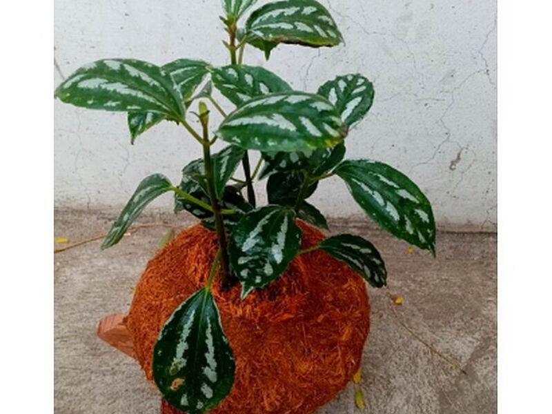 Peperomia Bolivia