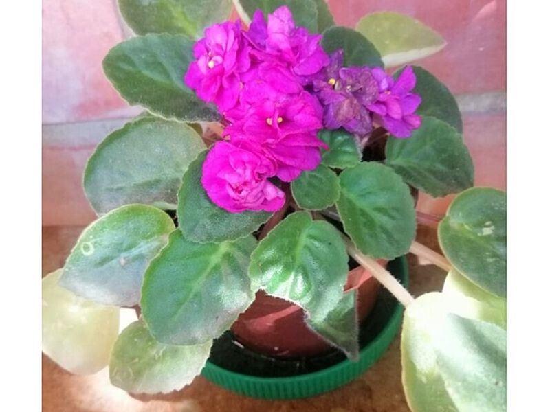 Violeta Bolivia