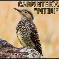 Carpintería Pitiiiu