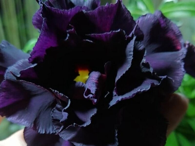 Black Bolivia