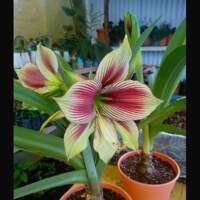Hippeastrum Plantas en Bolivia.