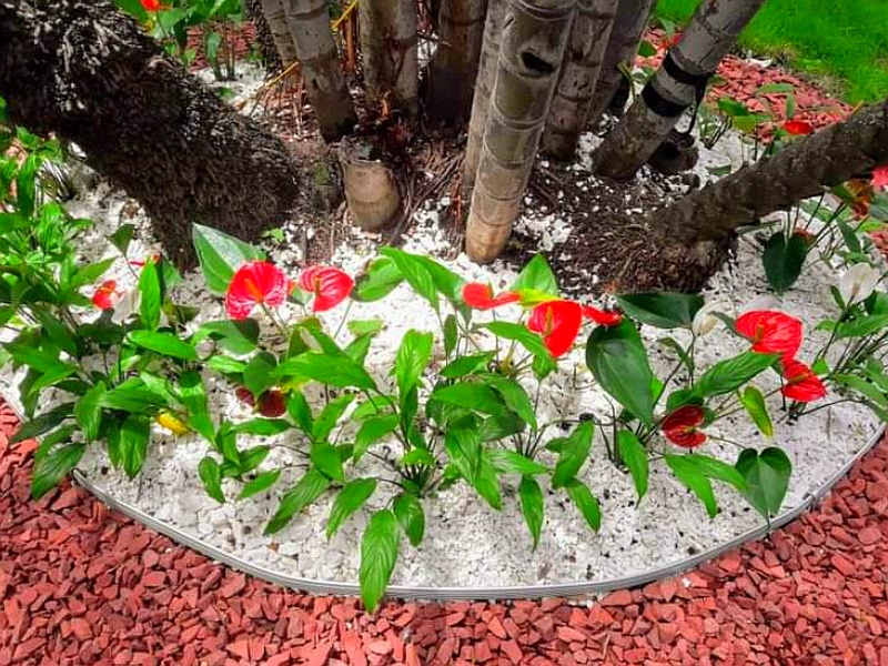 Jardinería Bolivia