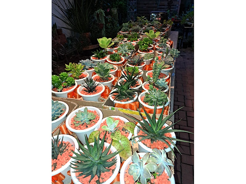 Macetas con Cactus Bolivia