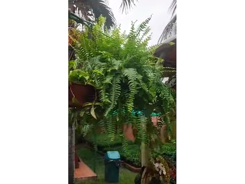 Diseño de Jardines Bolivia