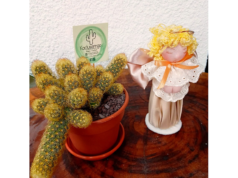 Maceta Cactus Santa Cruz