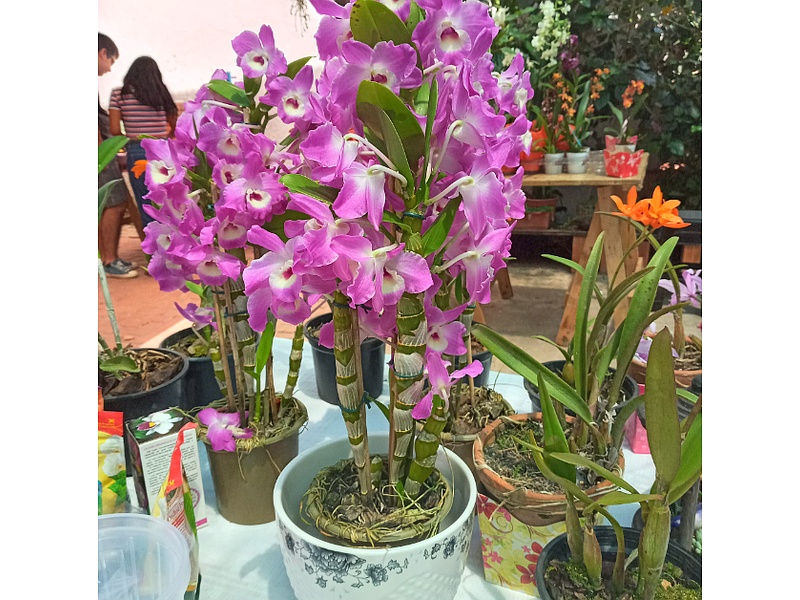 Macetas Flores Bolivia
