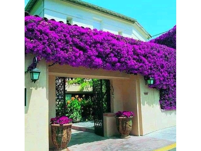 Diseño de Jardines exteriores Bolivia