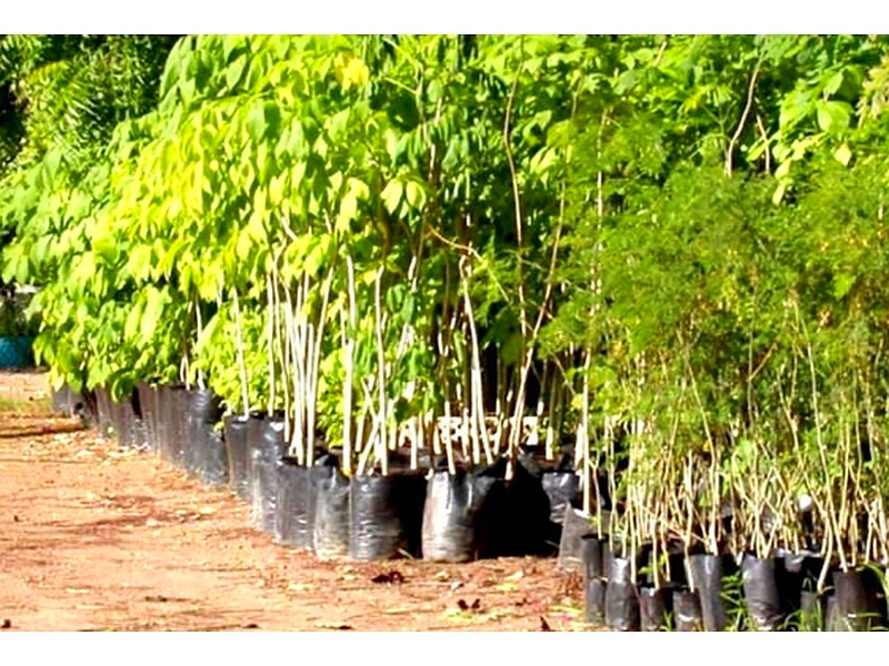 Plantas Forestales Bolivia