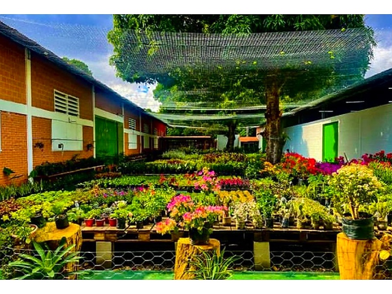 Plantas ornamentales Bolivia